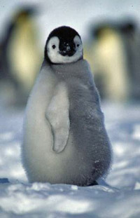 Penguin